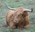 Highland cattle at Elham Park