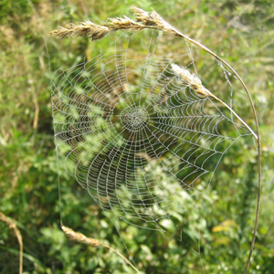 spider web on the North Downs