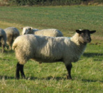 Sheep at Gorsedown Farm